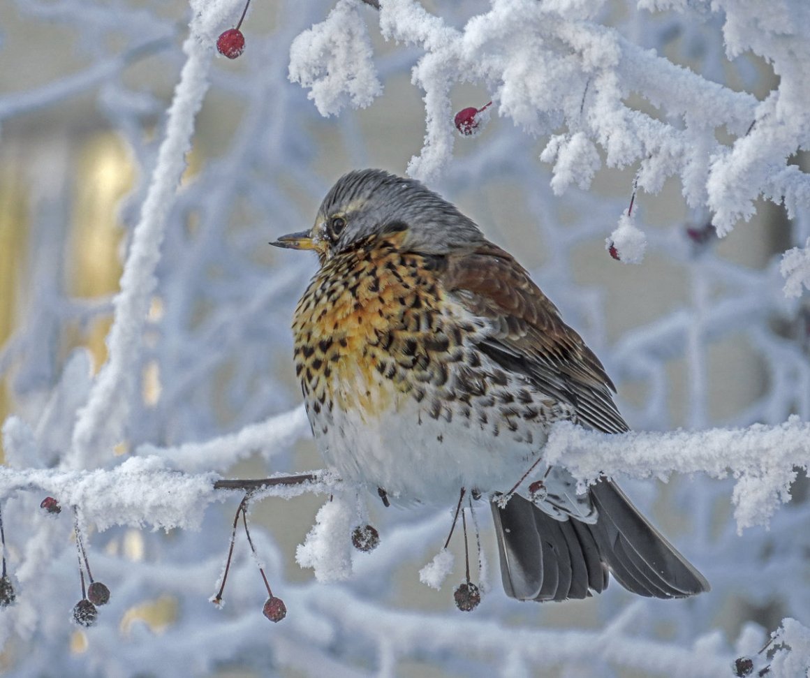 какие птицы живут в москве зимой