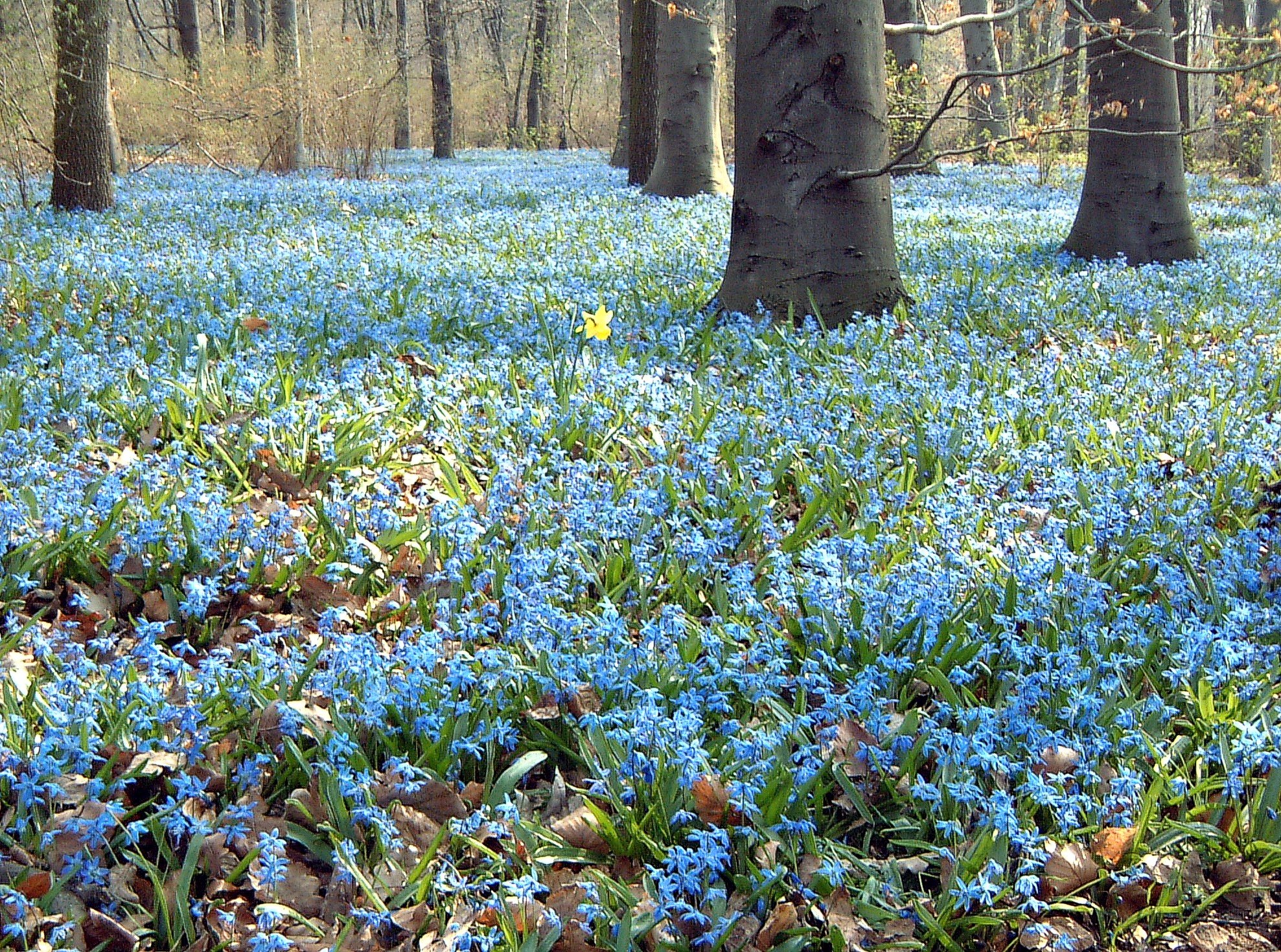 Растения зацветают ранней весной. Пролеска колокольчатая. Пролеска Сцилла голубой Подснежник. Пролеска Лесная цветок. Пролеска Сибирская.
