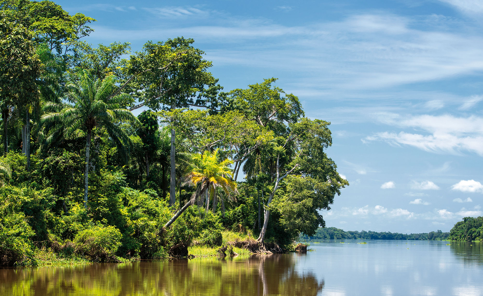 Экваториальные тропические леса Африки