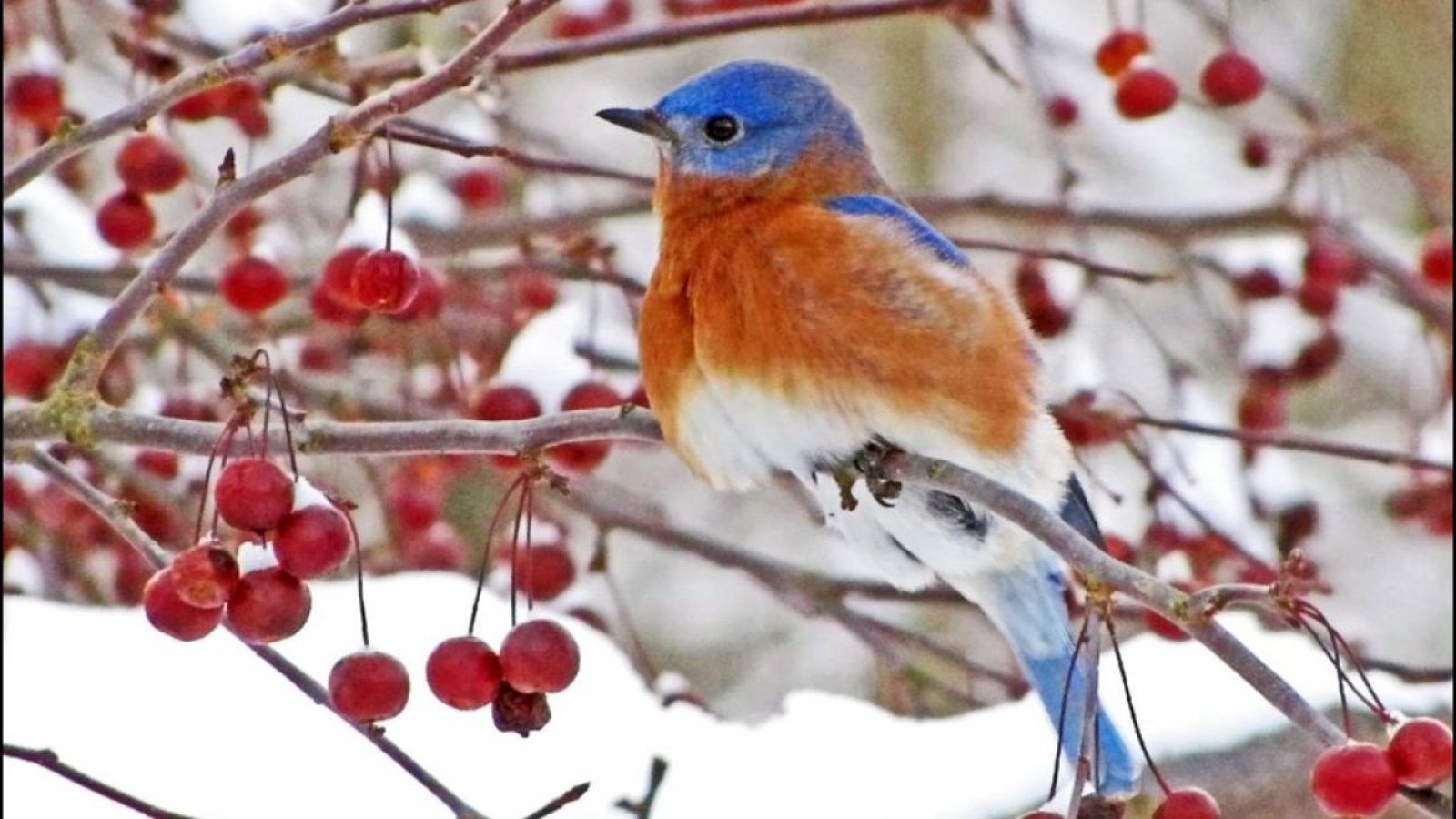 Яркие зимние птицы