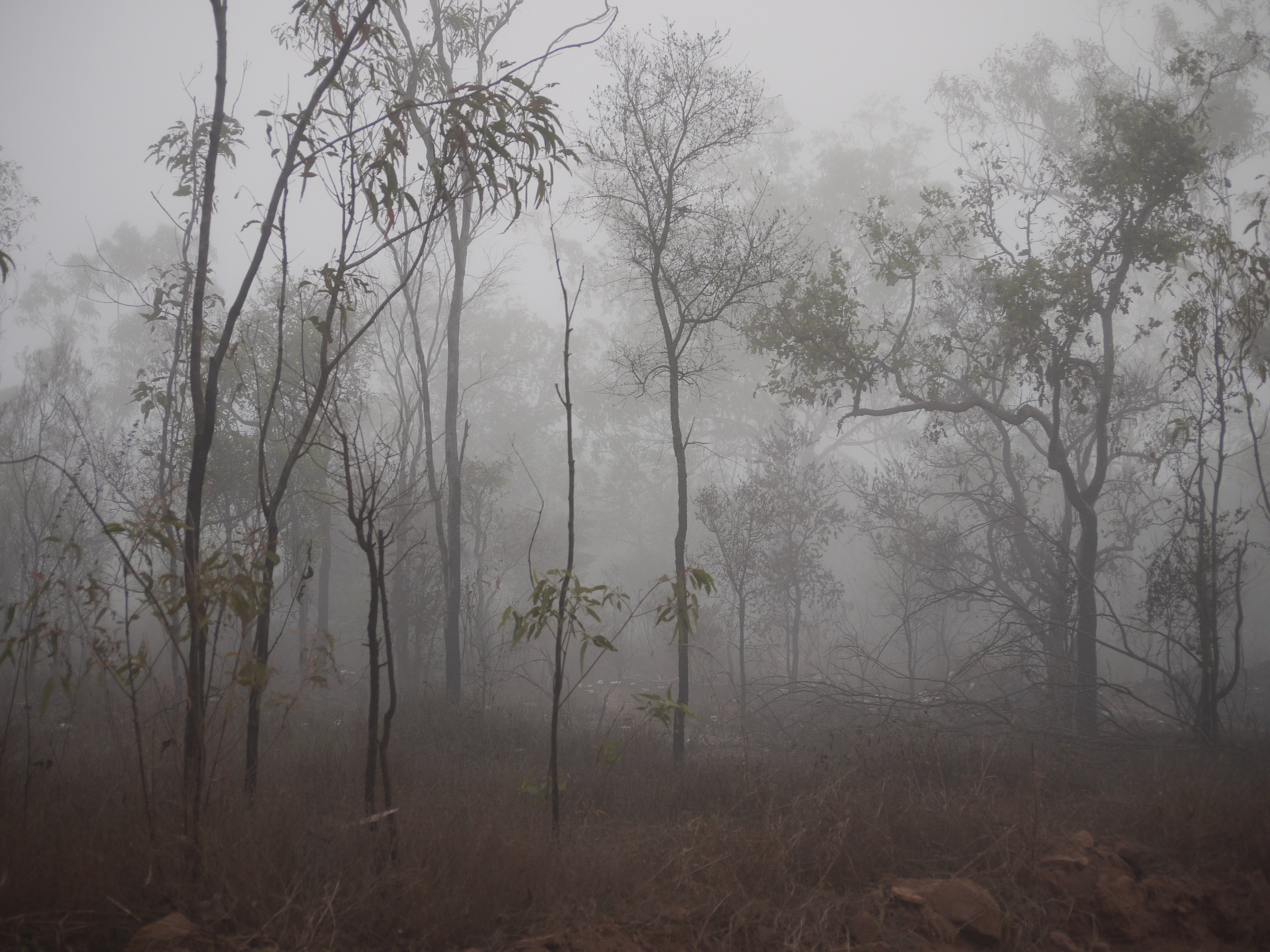 Сухой лес в тумане