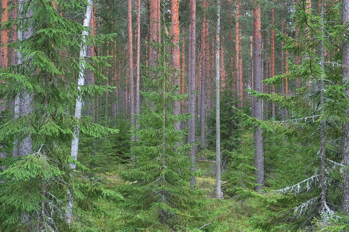 Где вырастают леса