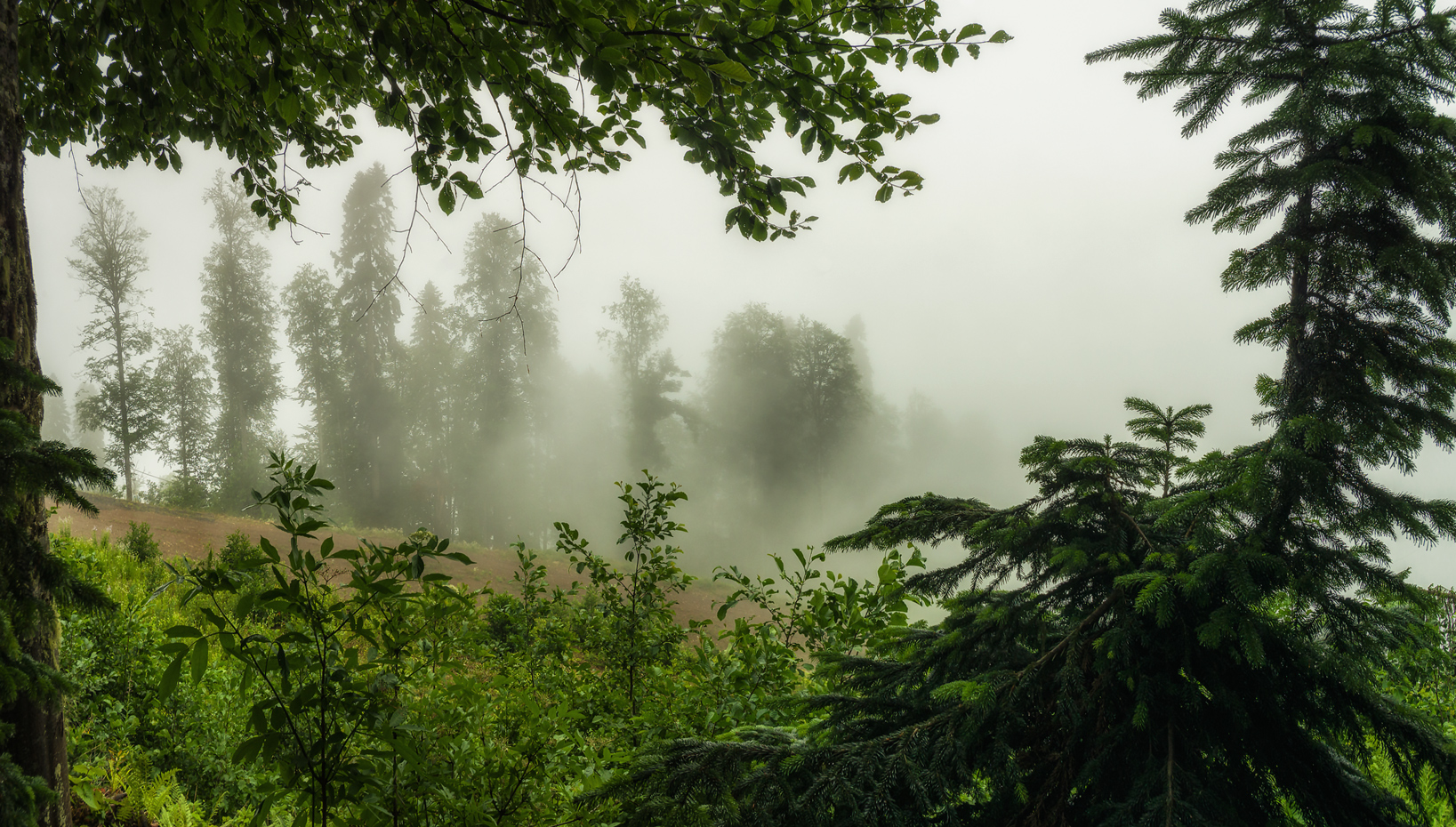 Реликтовый лес красная Поляна фото