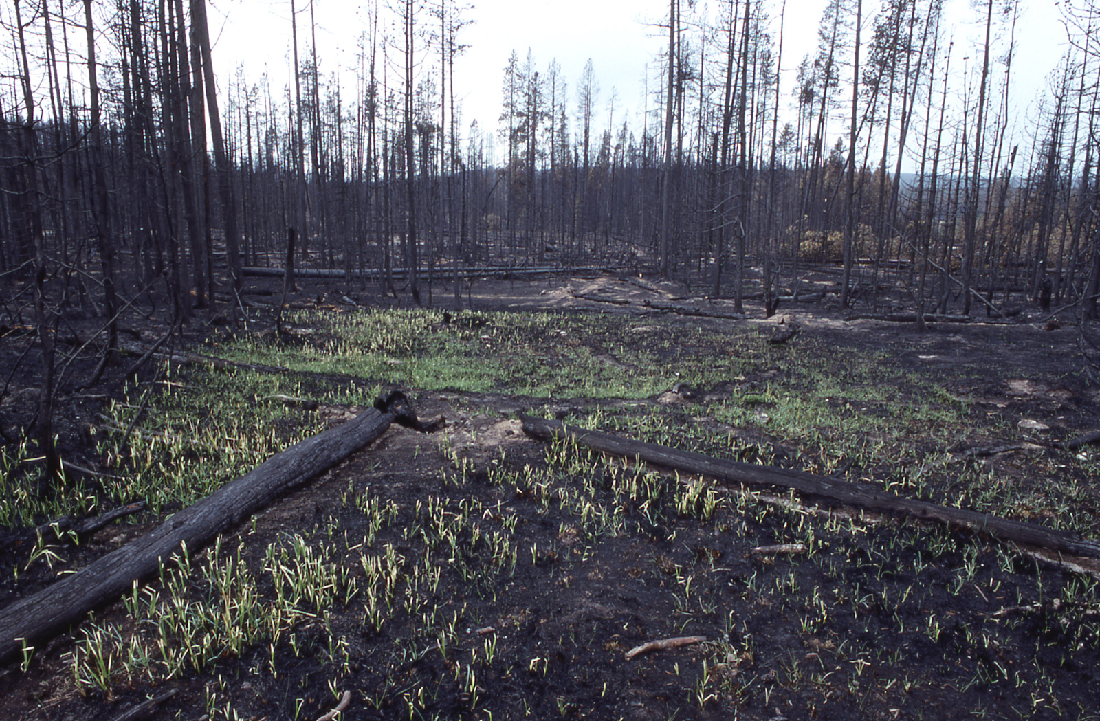 Восстановление леса после пожара