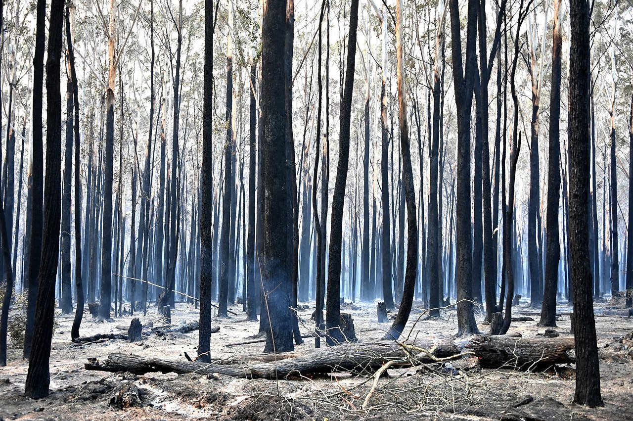 Лес в Австралии после пожара