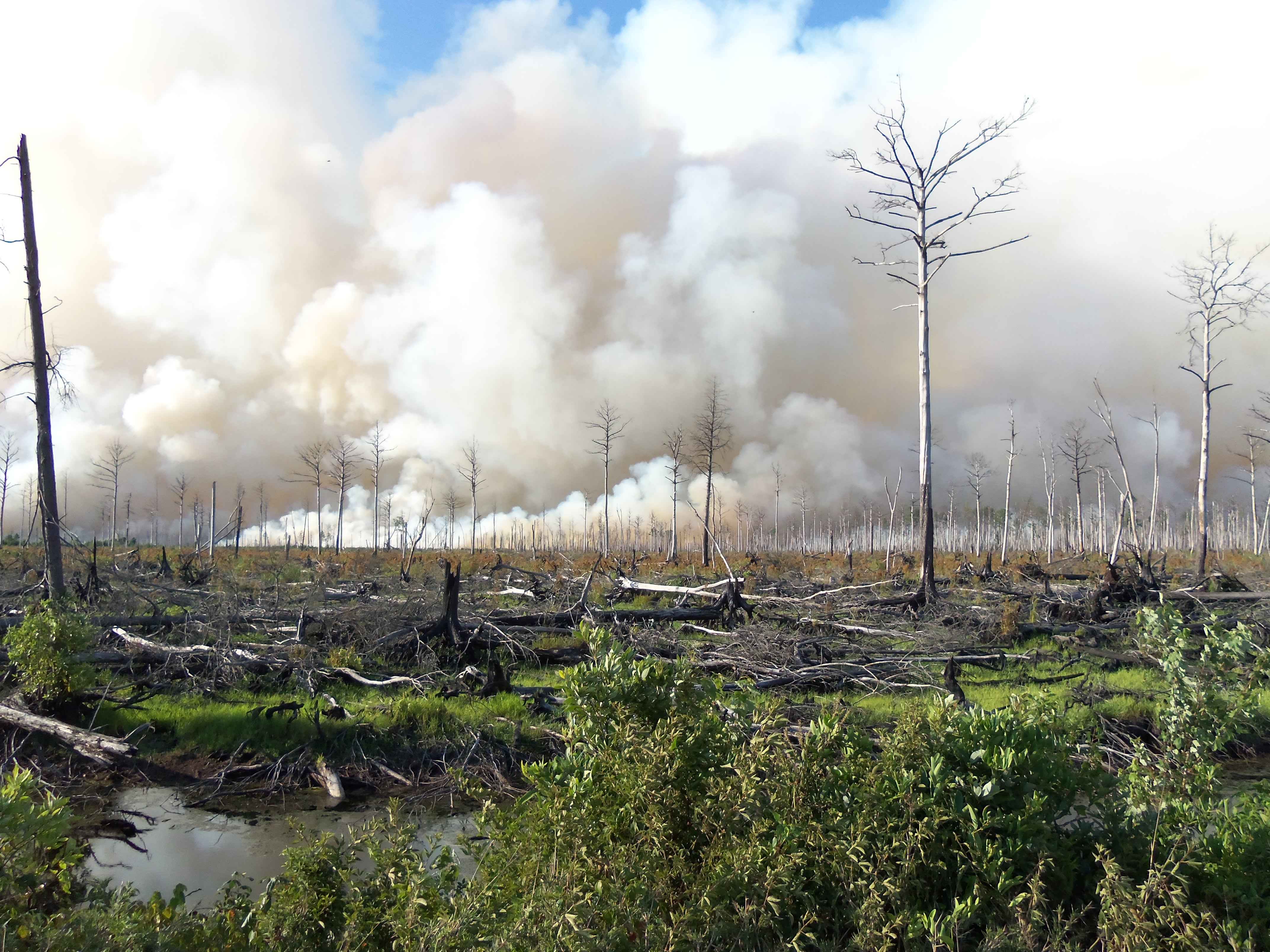Леса Сибири после пожара