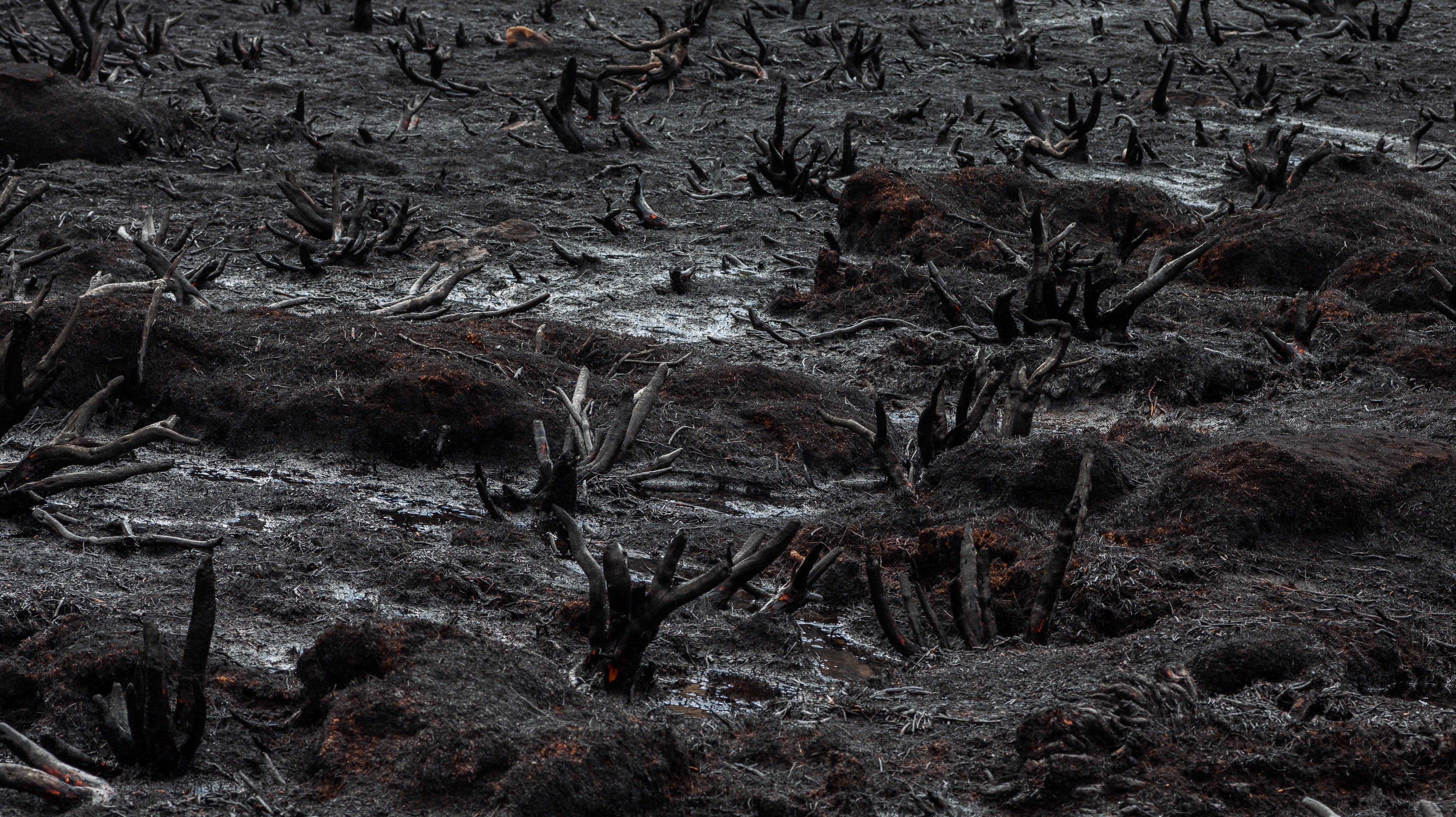 Гибло это. Выжженная земля после пожара. Лес после пожара. Почва после пожара. Выжженная земля после войны.