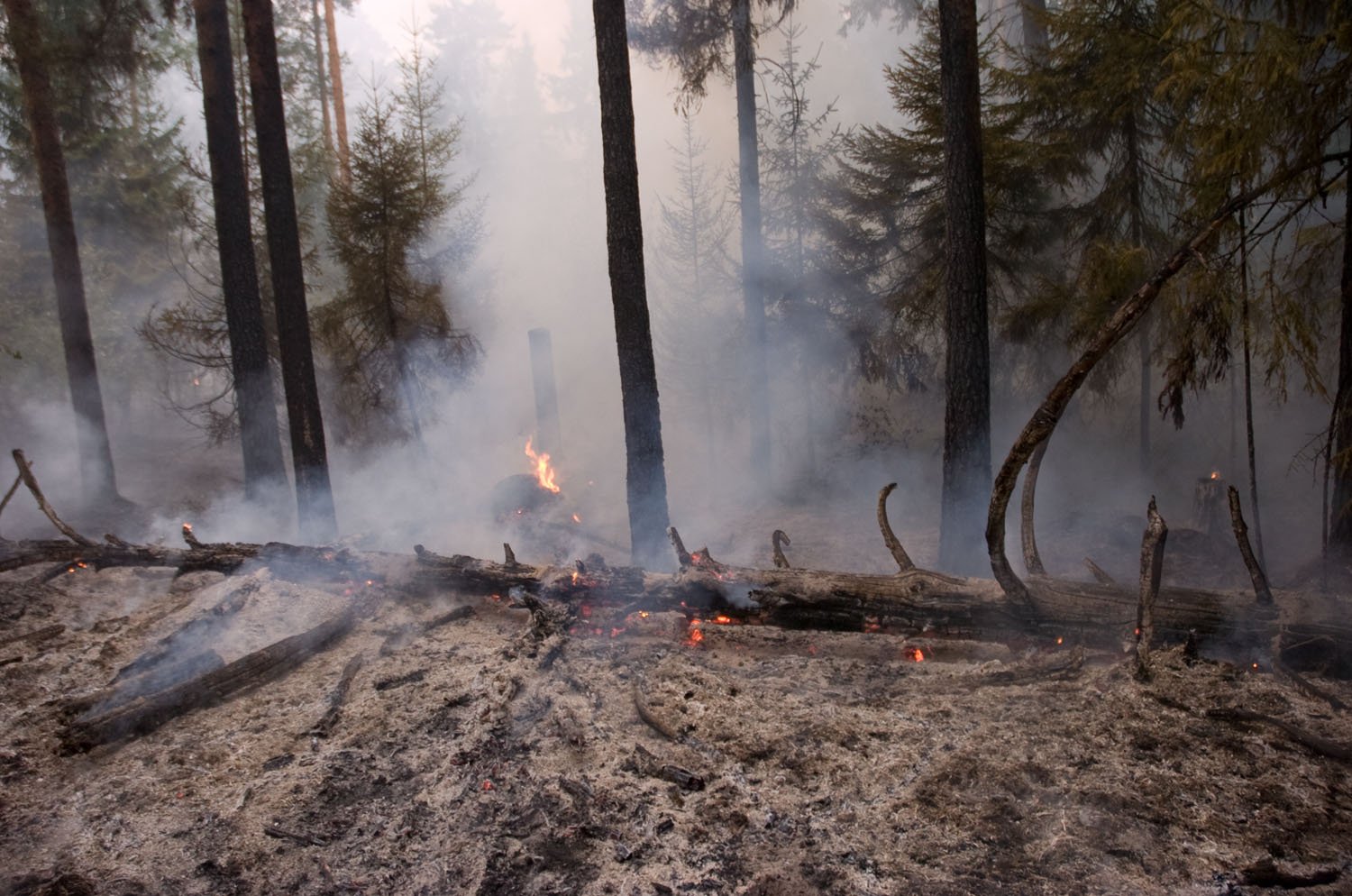 Последствия пожара в лесу фото