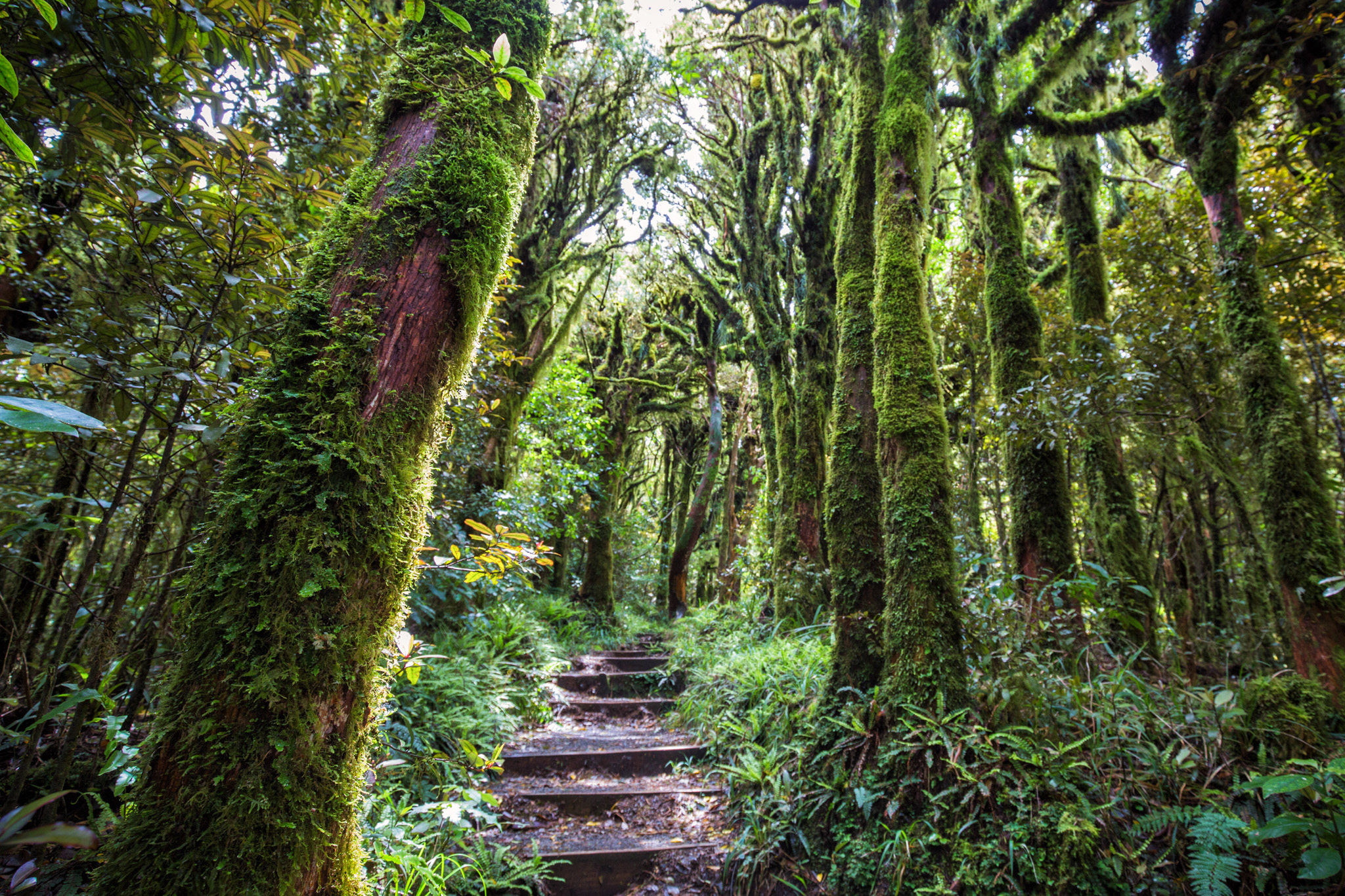 Лес гоблинов, новая Зеландия