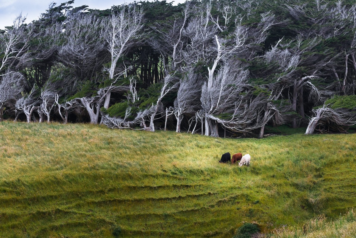 Деревья новой зеландии