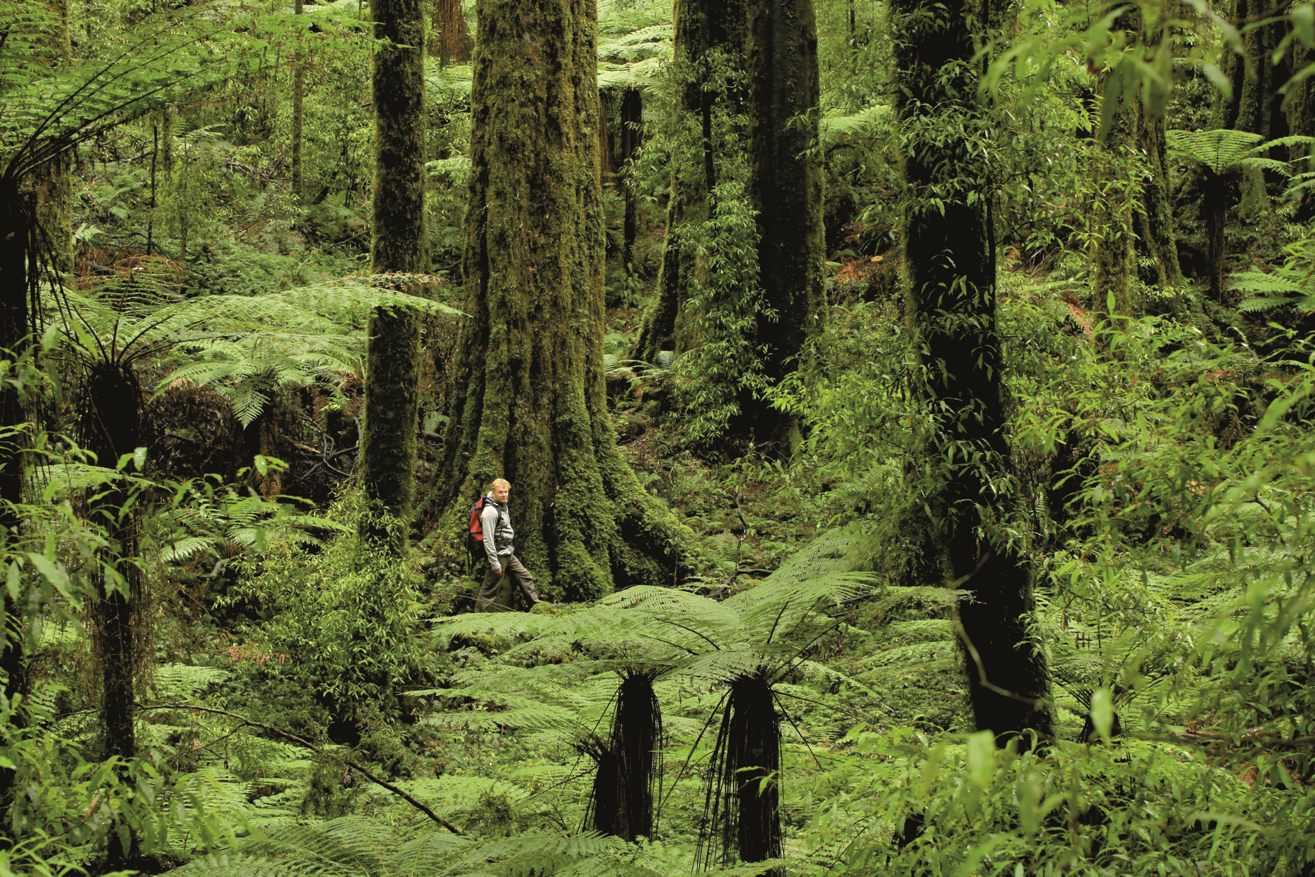 Дождевой лес новая Зеландия
