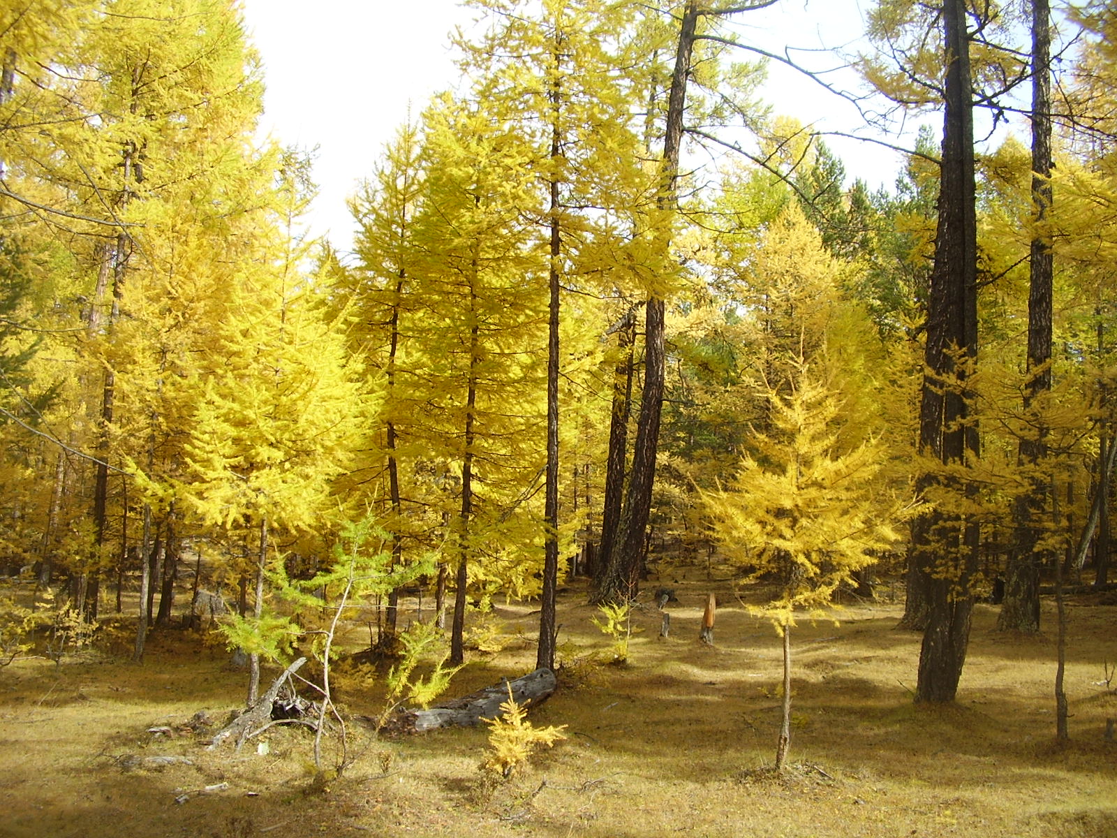 Иркутск красивые леса