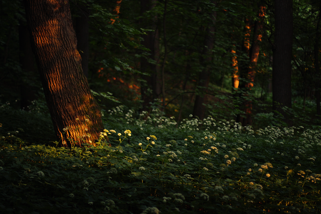 Зачарованный лес однажды в сказке
