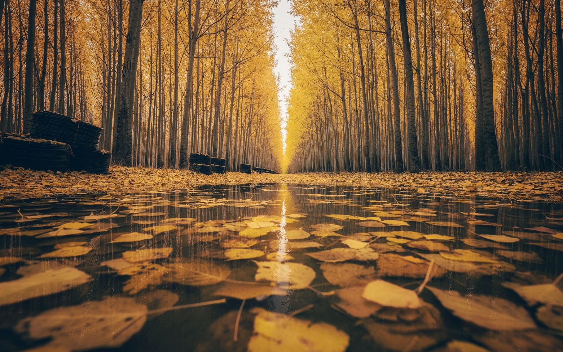Осенний лес после дождя