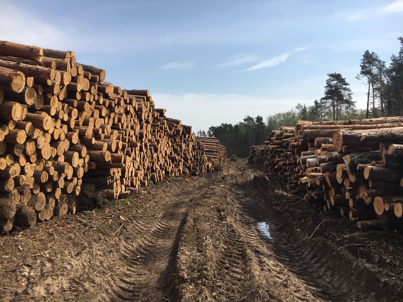 Вырубка древесины