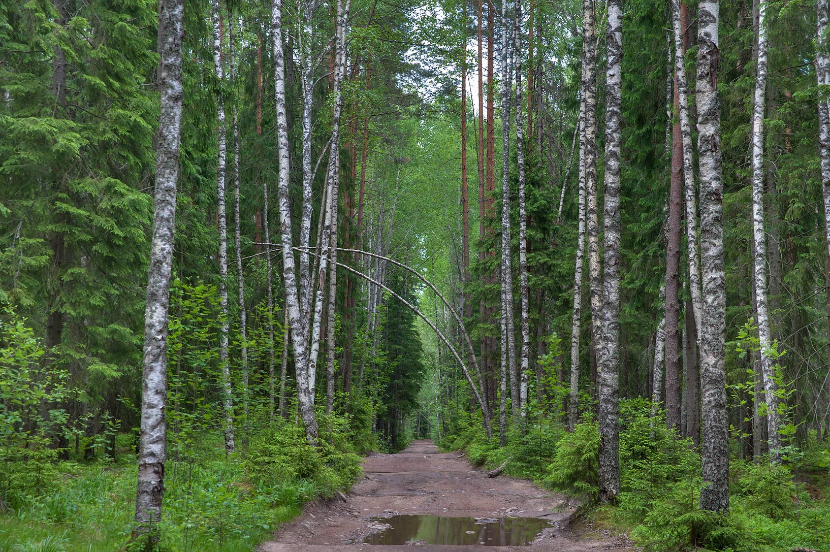 Все деревья ленинградской области названия и фото