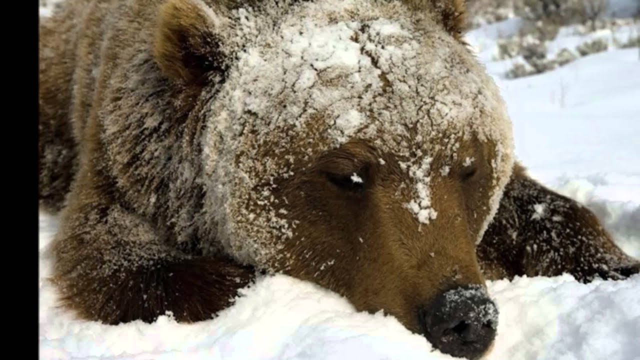 Медведь в сугробе. Медведь. Медведь зимой. Бурый медведь зимой. Бурый медведь зима.