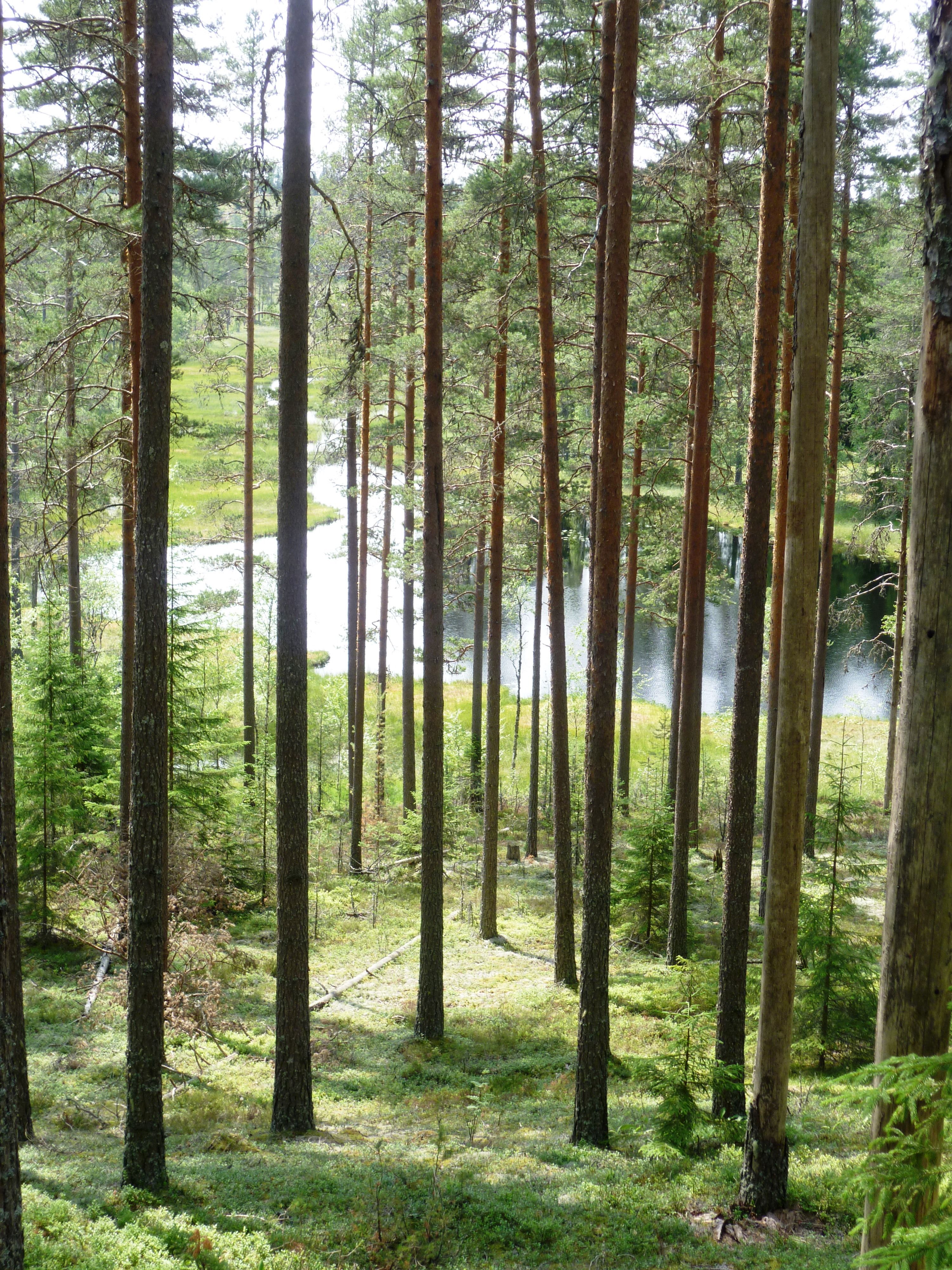 Хвойные леса в Европе