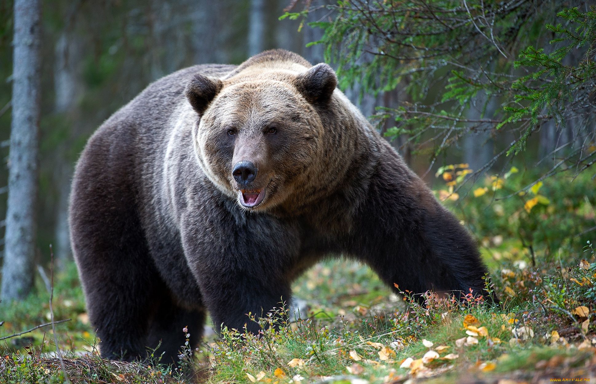 Животное тайги бурый медведь. Бурый медведь в тайге. Сибирский бурый медведь. Таежный бурый медведь. Бурый медведь Алтайского края.