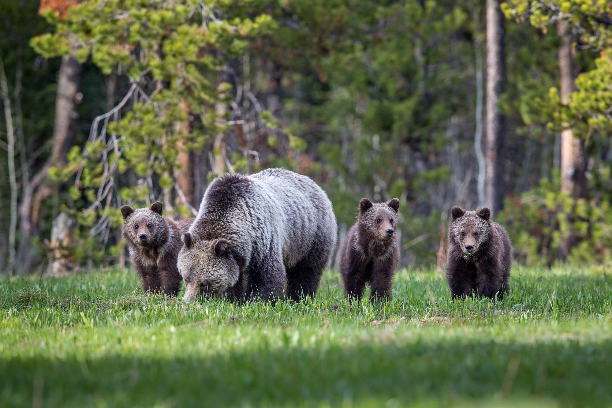 Фотография медведя в лесу