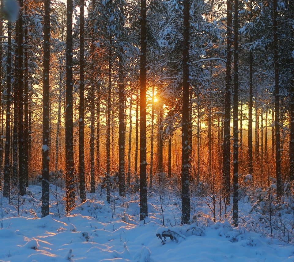Леса зимой