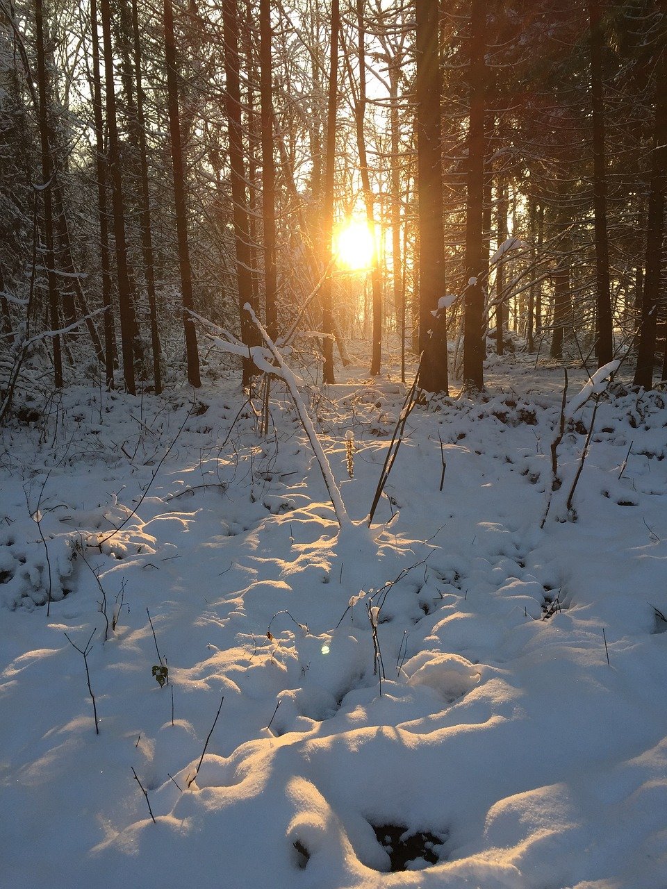 Лес снег солнце
