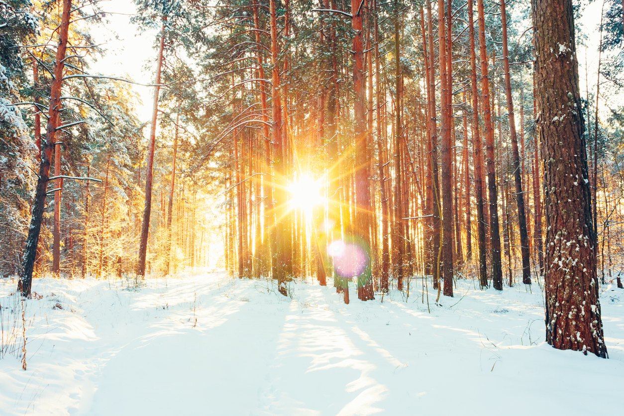 Солнце зимой в лесу
