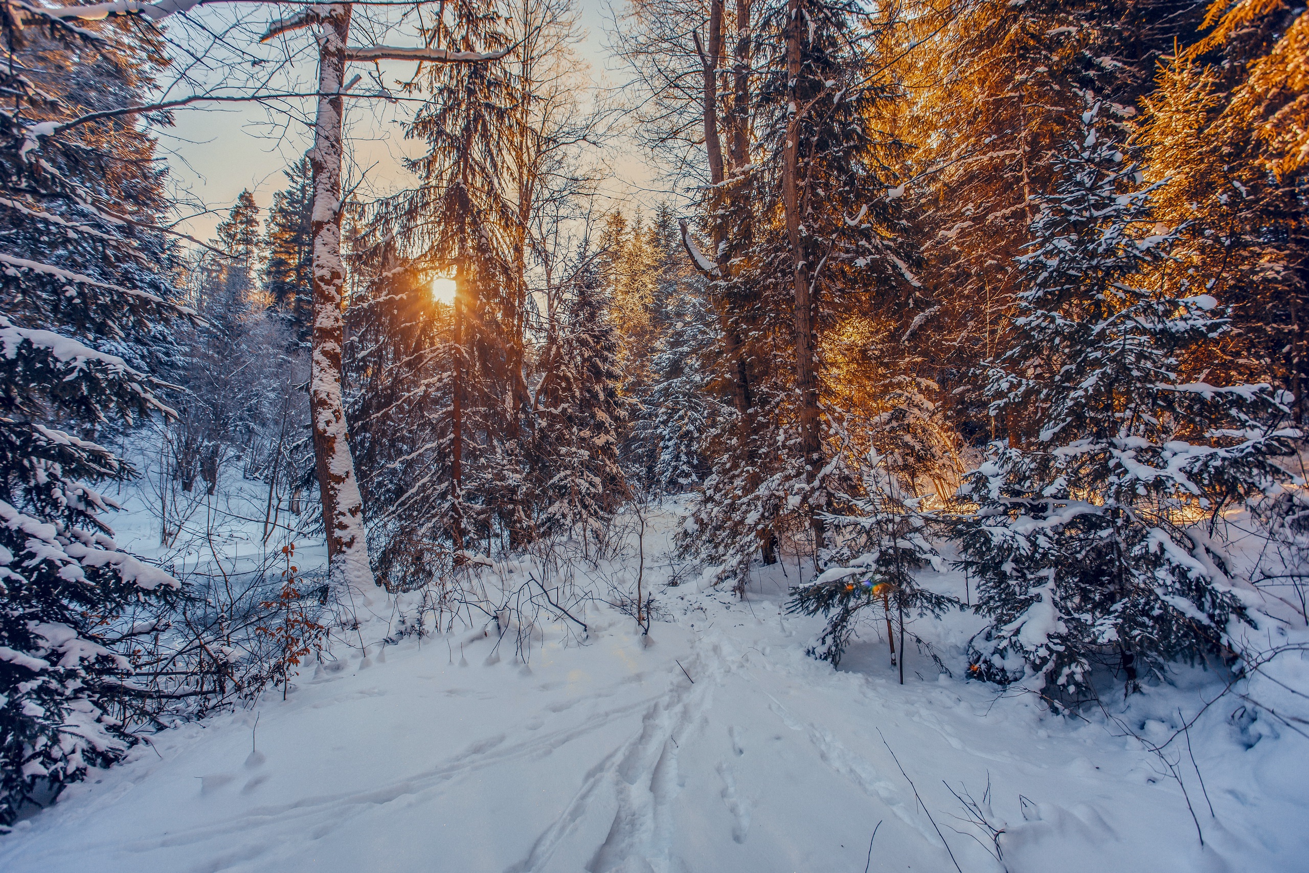Зимнее утро в лесу