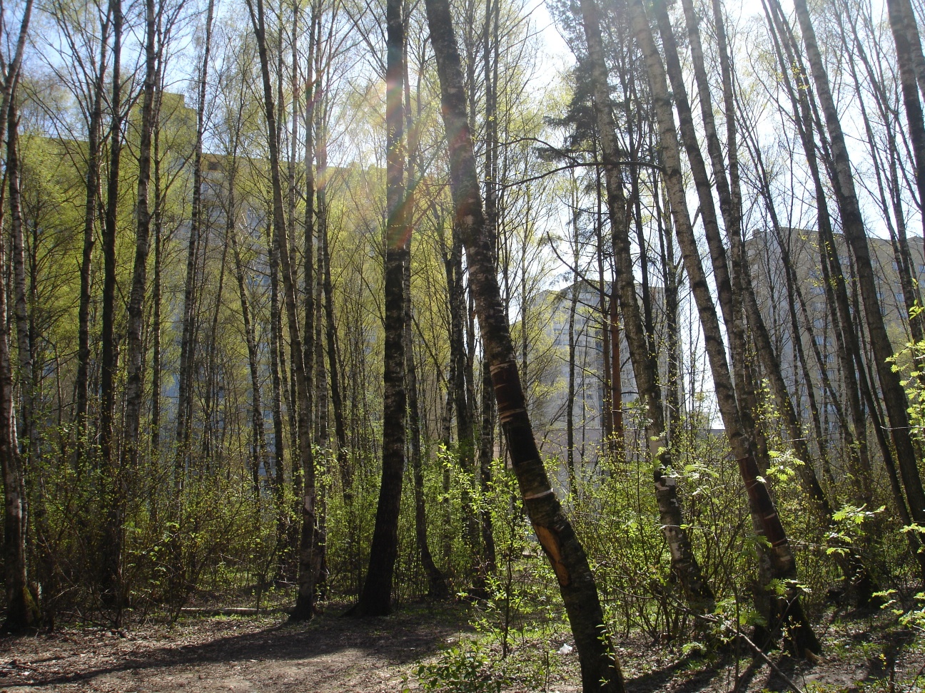 Алёшкинский лес