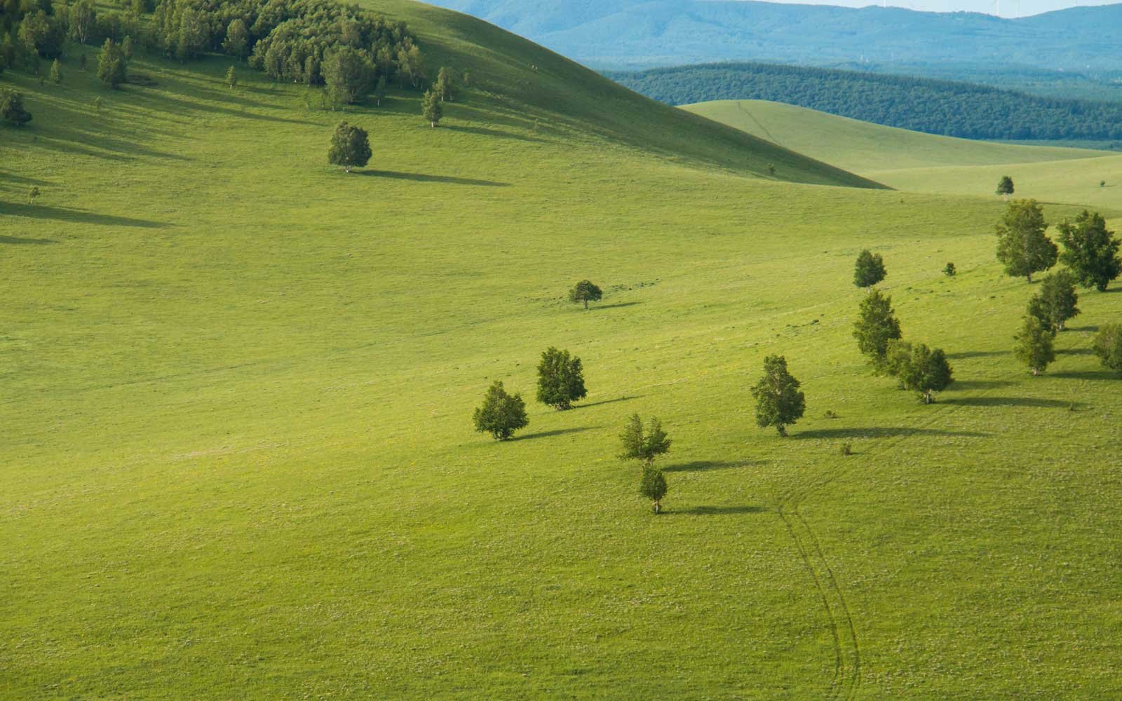 Противоэрозионные леса Монголия