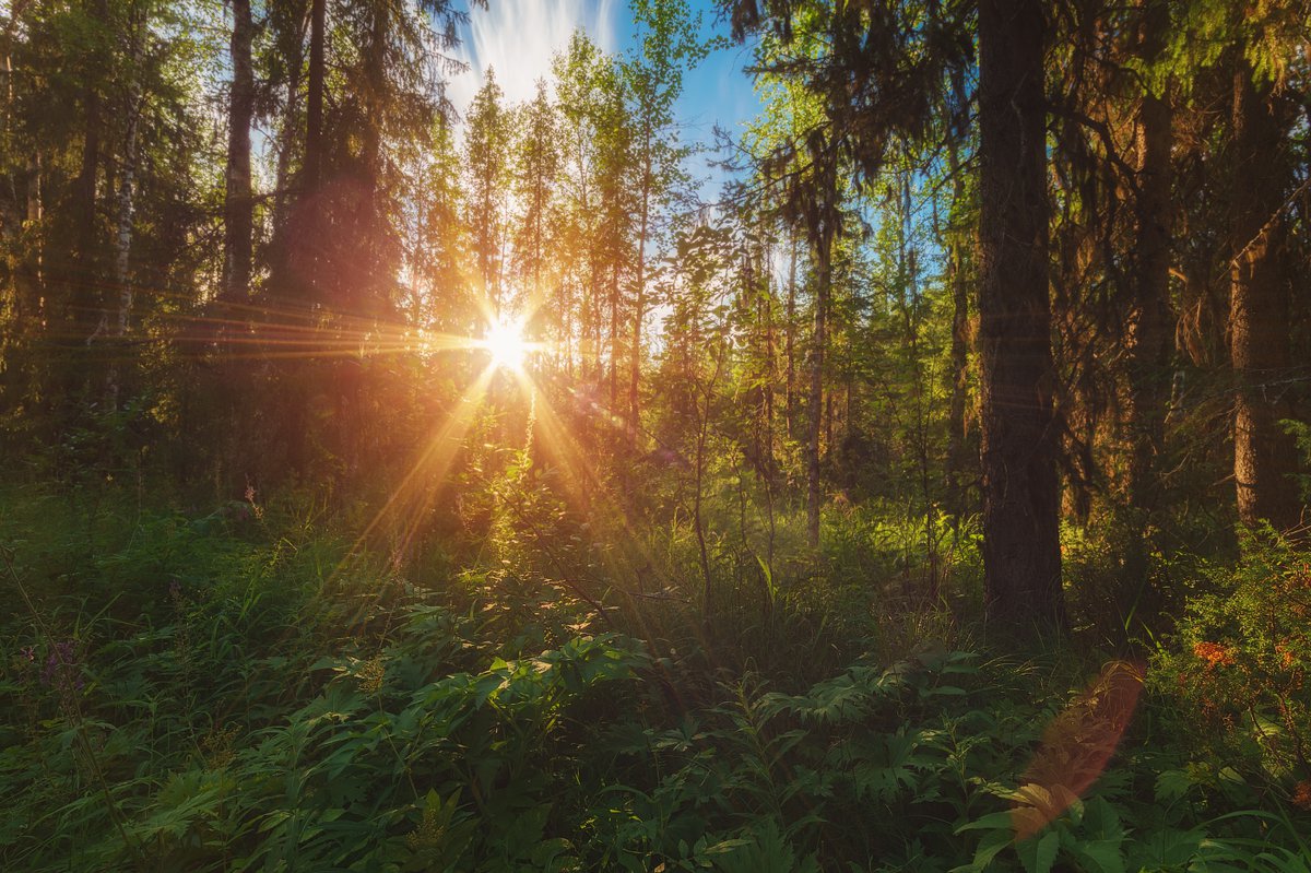 Лес солнце и звезды. "Солнце в лесу". Хвойный лес солнце. Солнышко и. "в лесу". Молодой лес солнце.