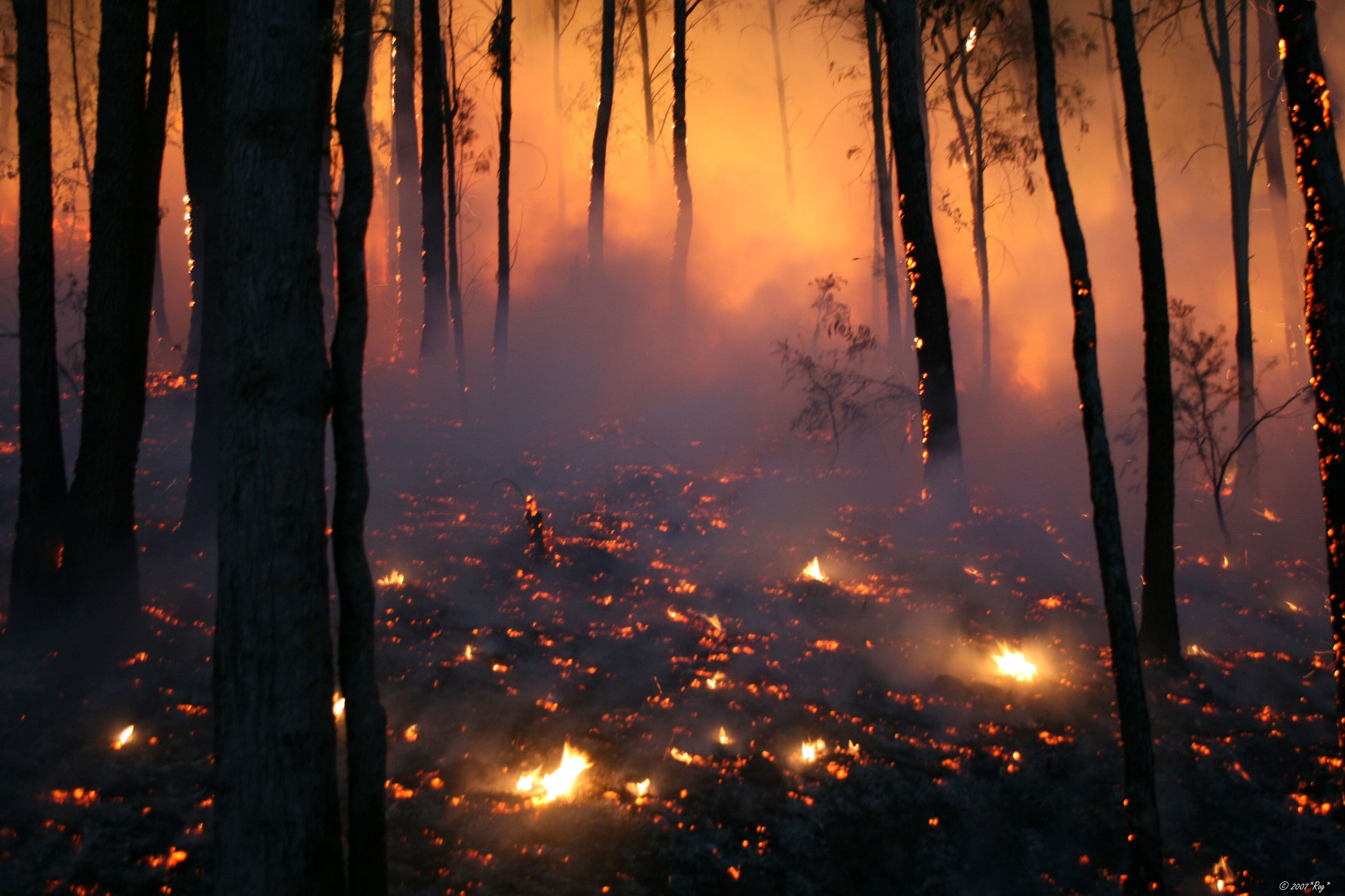Сгоревший лес