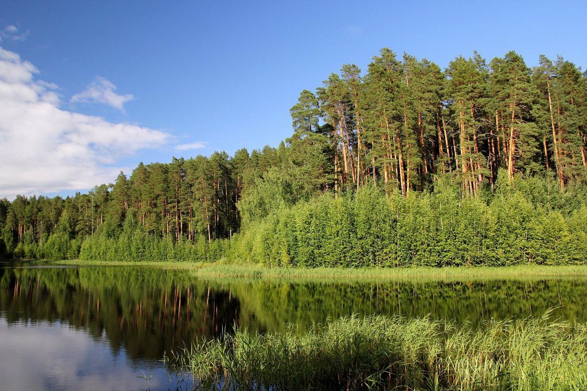 Поселок Сосновское Сосновый лес
