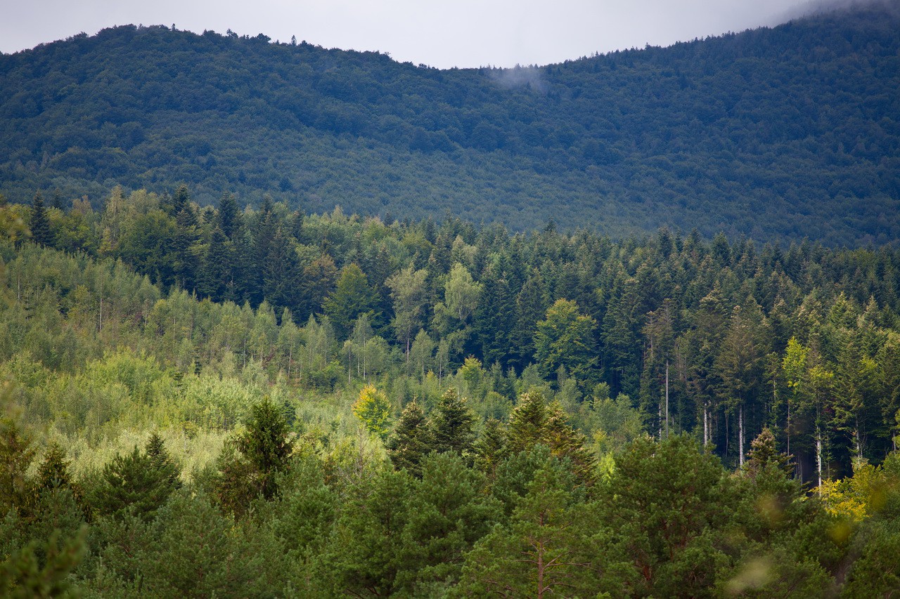 Смешанные леса Украины
