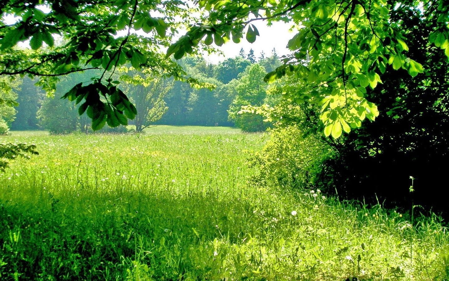 Трава в лесу летом