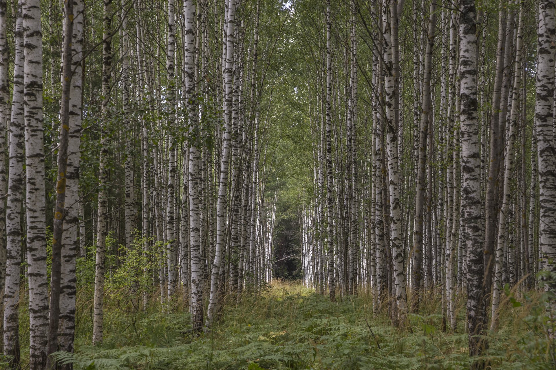 Белоруссия природа на лесу