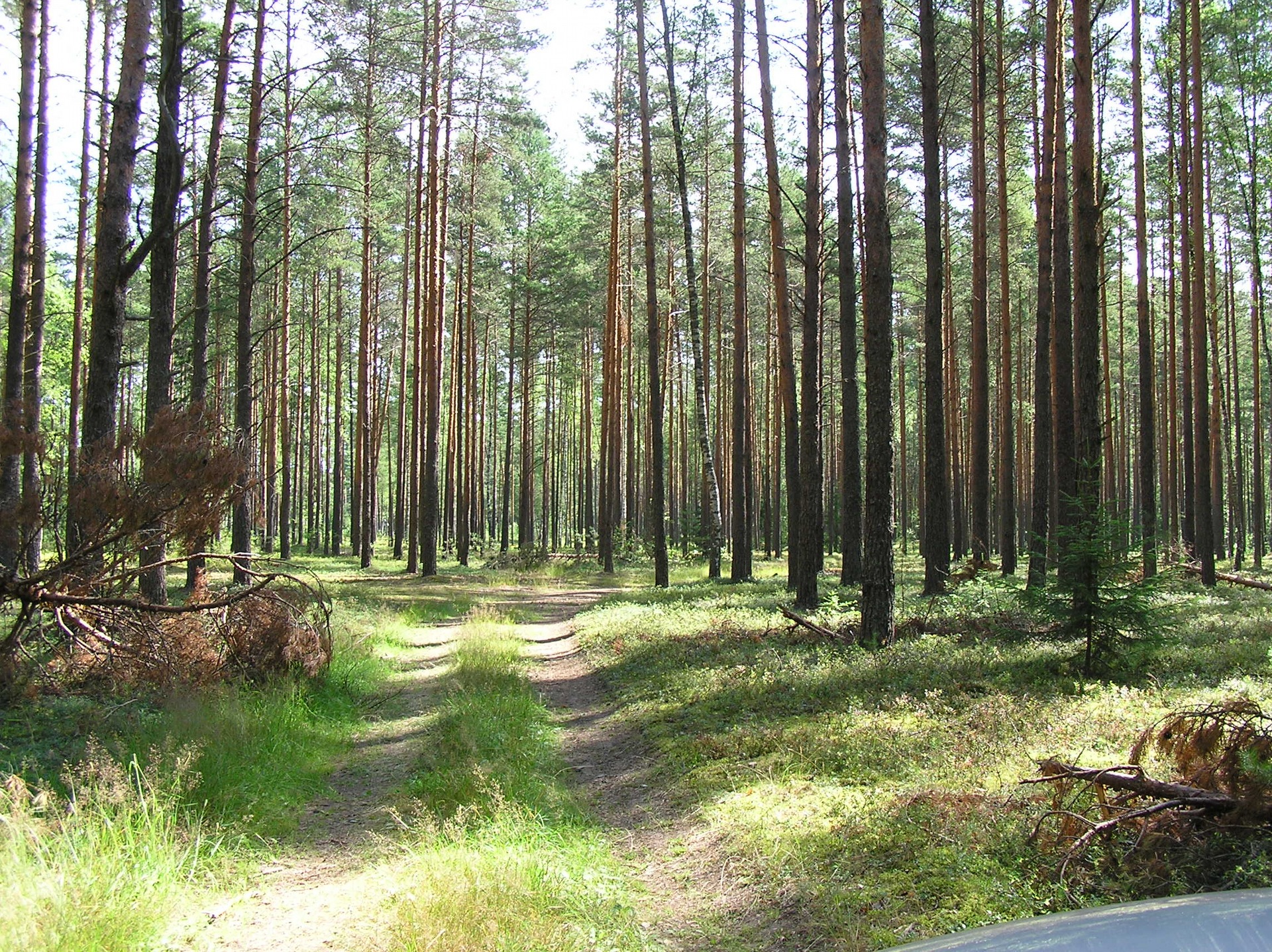 Белоруссия Лесной массив