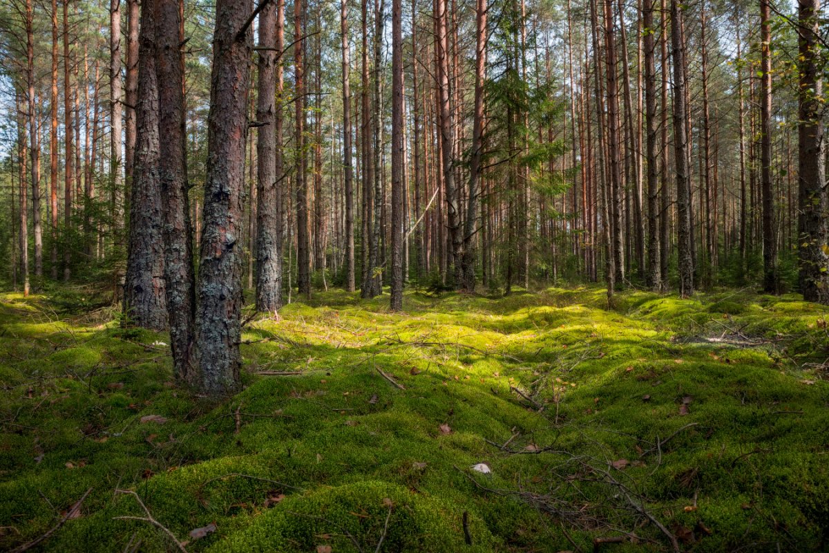 Белоруссия Лесной массив