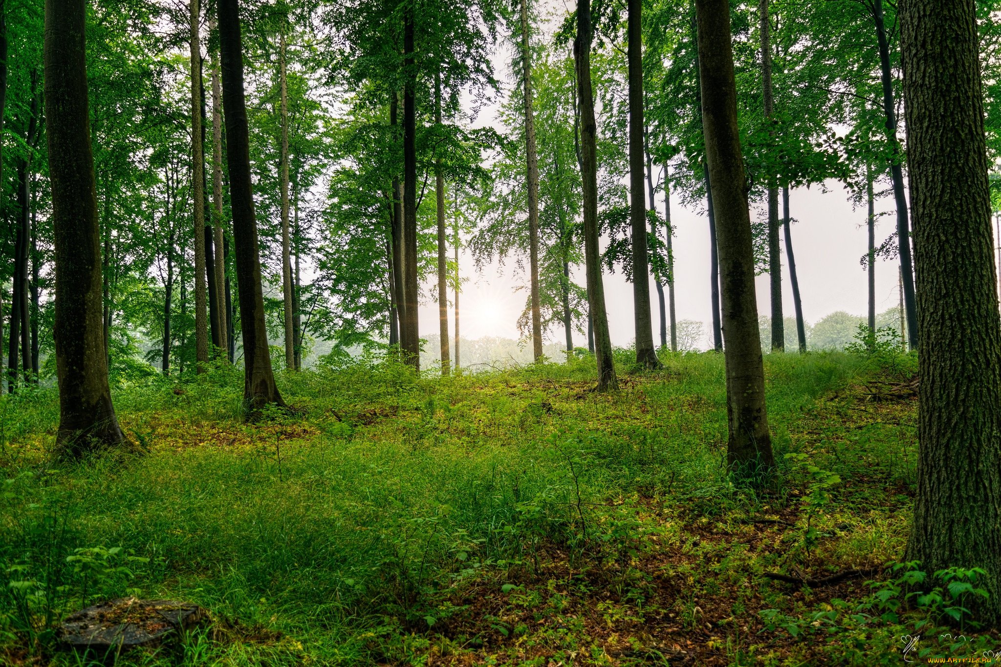 Великий лес Белоруссия