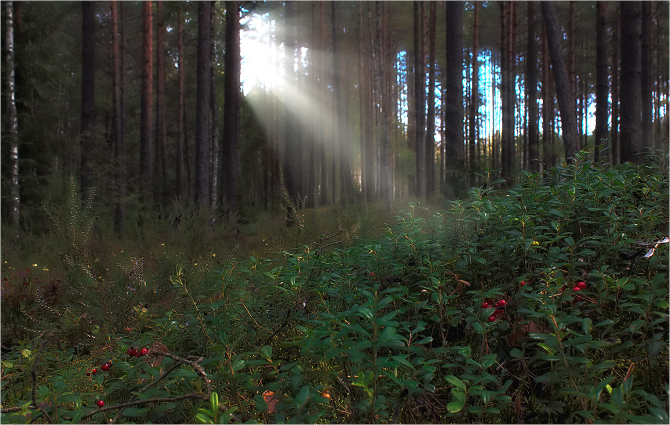 Белорус в лесу
