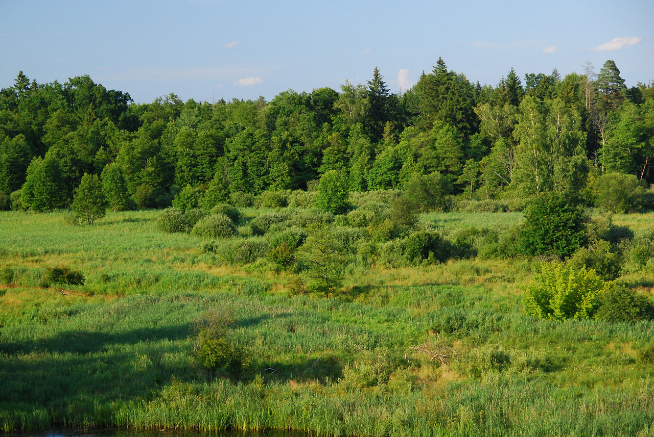 Беловежская пуща лес панорама