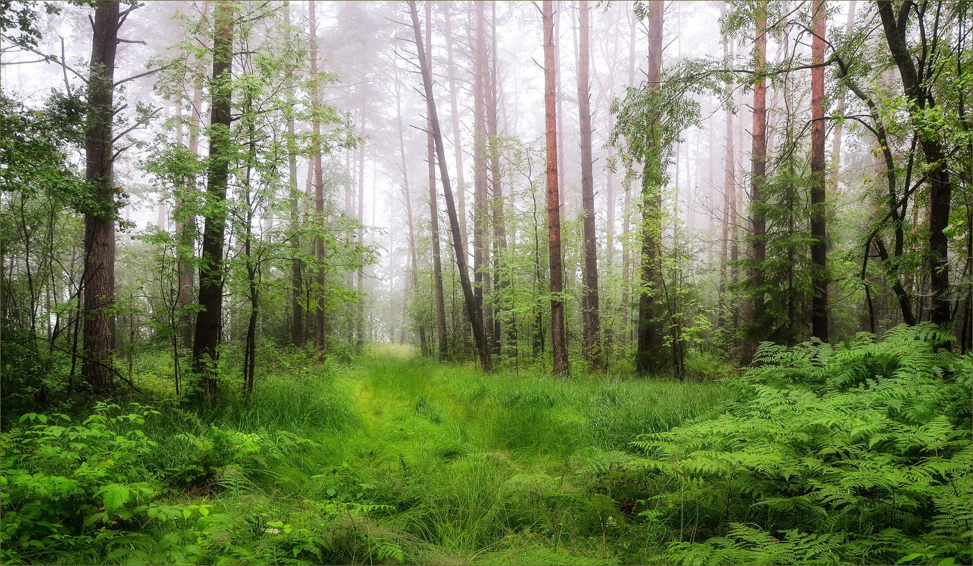 Белорусские леса