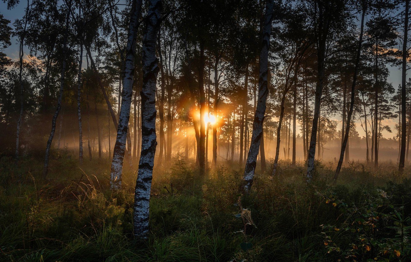 Летний закат в лесу