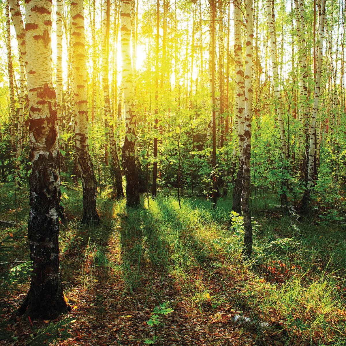 Природа русский лес