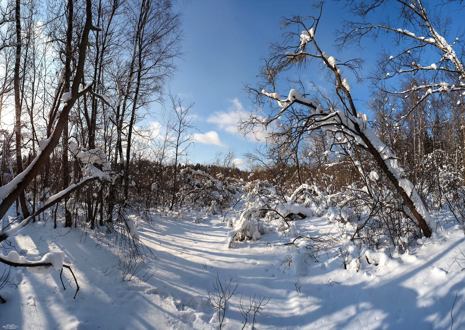 Химки лес зимой фото