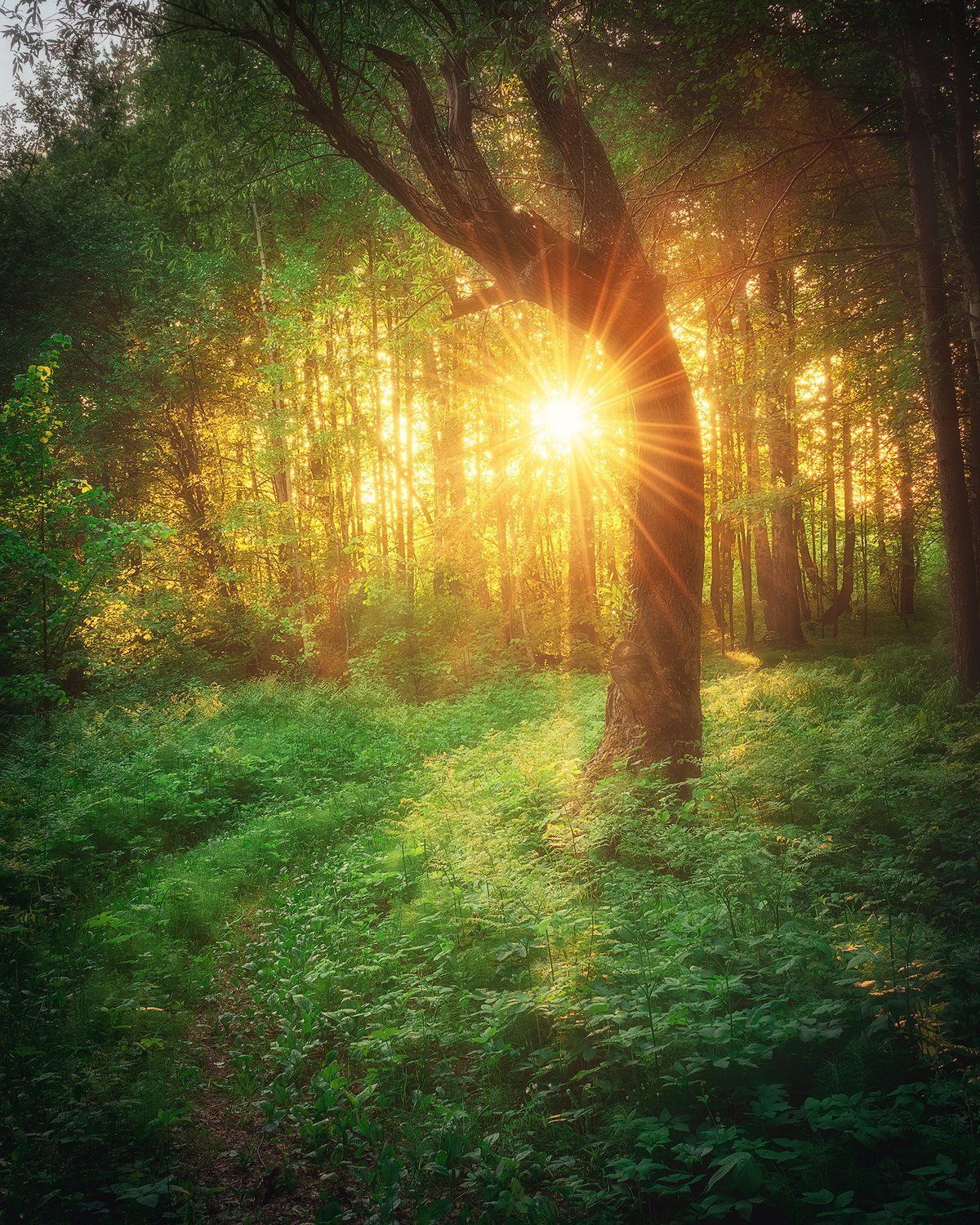 Лес солнце и звезды. Рассвет в лесу. "Солнце в лесу". Природа солнце. Лучи солнца.