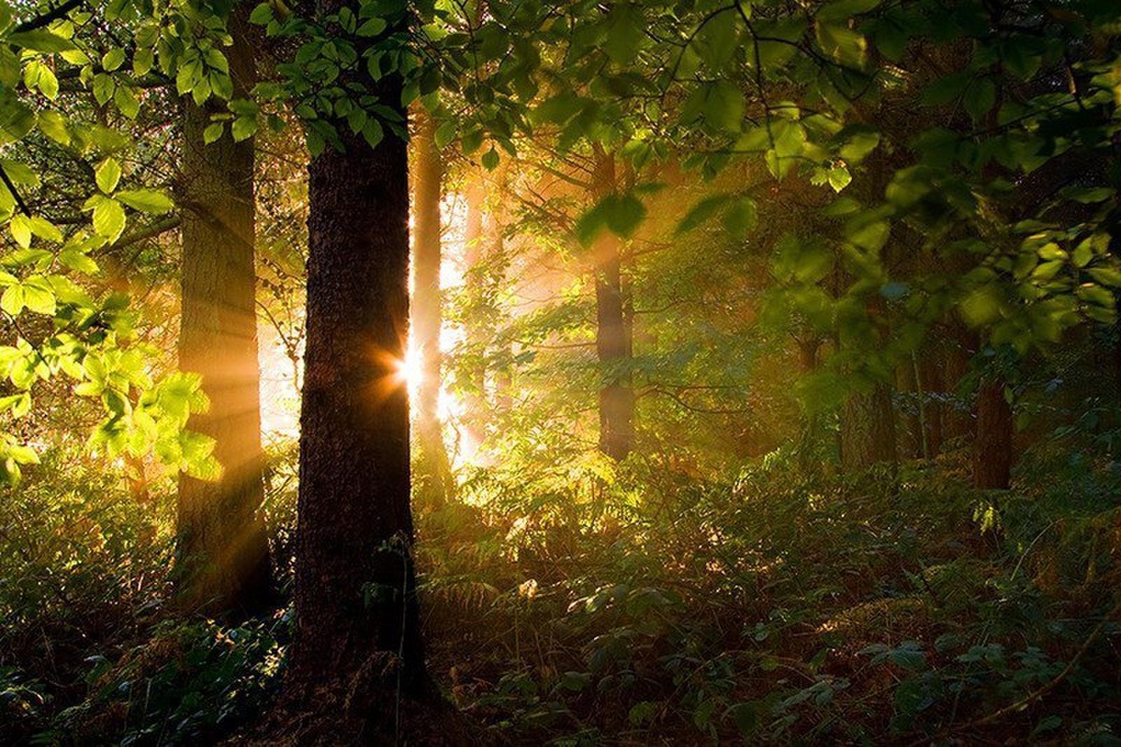 Солнце поднимается лес озаряется ярко красным светом