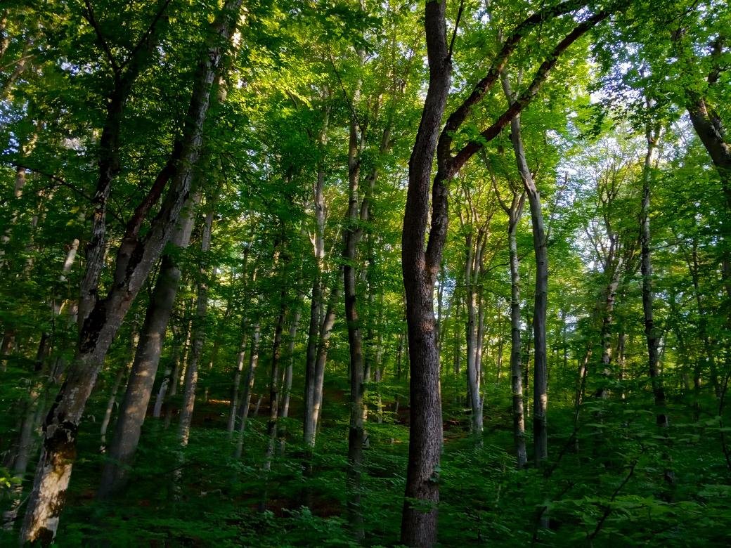 Фото широколиственные леса россии
