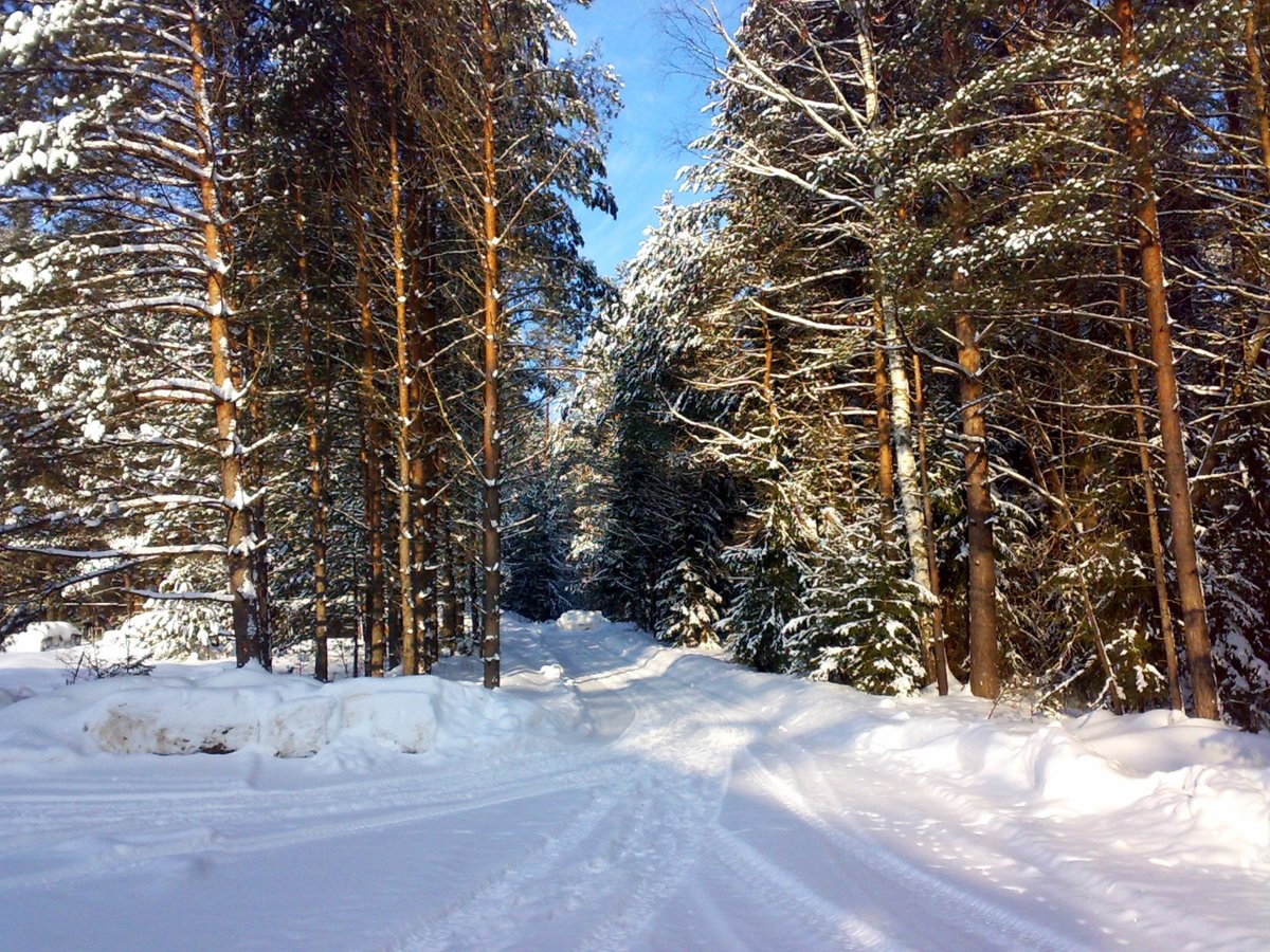 Сосновый лес зимой