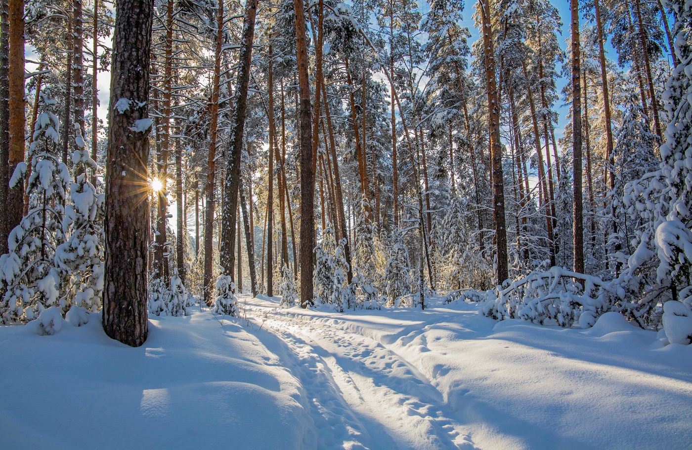Зимний Сосновый лес